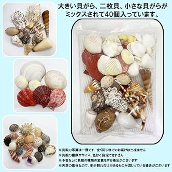 Amazon | 貝殻(貝がら)セット 40個 シェルミックス | 生態・採集